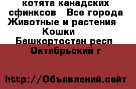 котята канадских сфинксов - Все города Животные и растения » Кошки   . Башкортостан респ.,Октябрьский г.